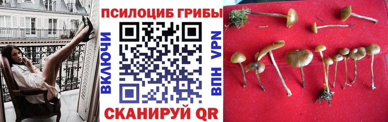 сколько стоит  Рыбное  Галлюциногенные грибы GOLDEN TEACHER 